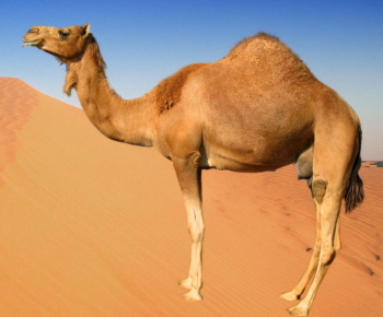 Chestnut ''red'' dromedary camel